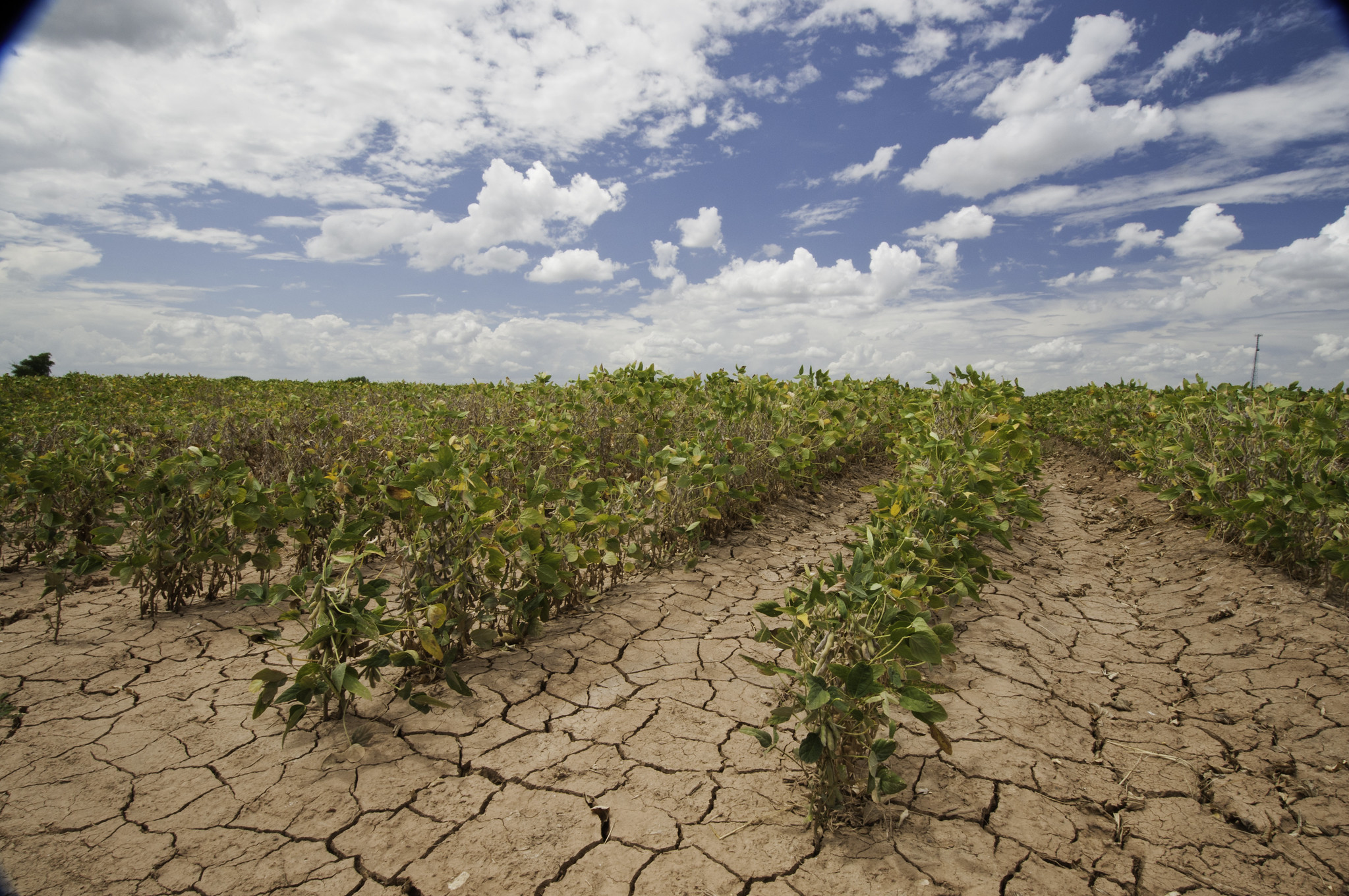 Five Facts About The United States Drought Monitor Farmers gov